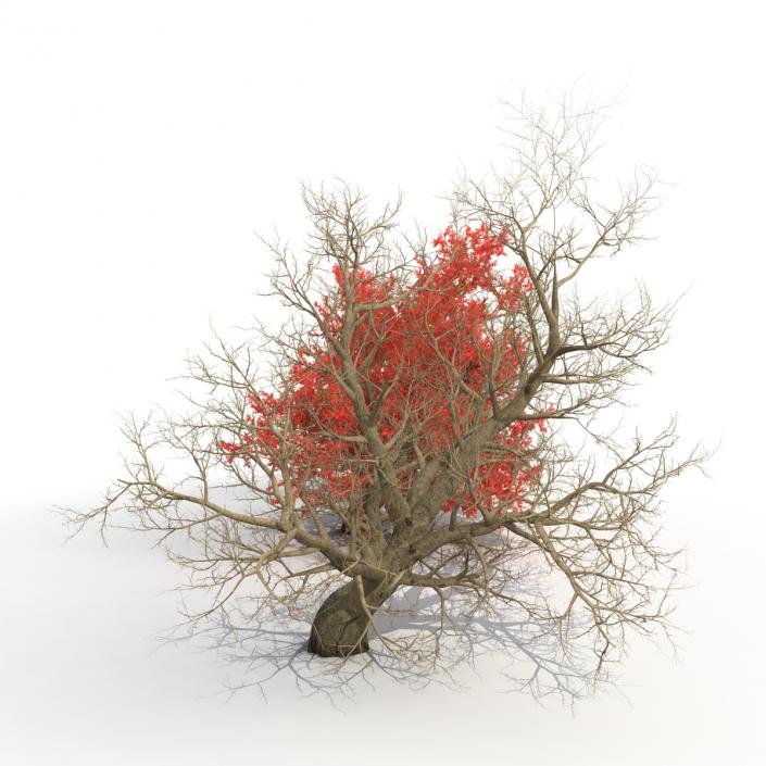 Old Red Maple Tree 3D Models Set 3D