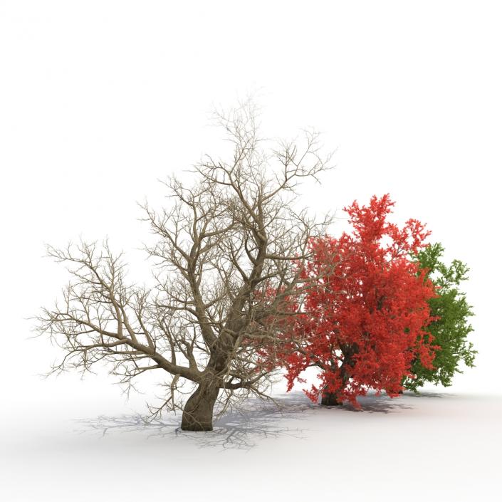 Old Red Maple Tree 3D Models Set 3D