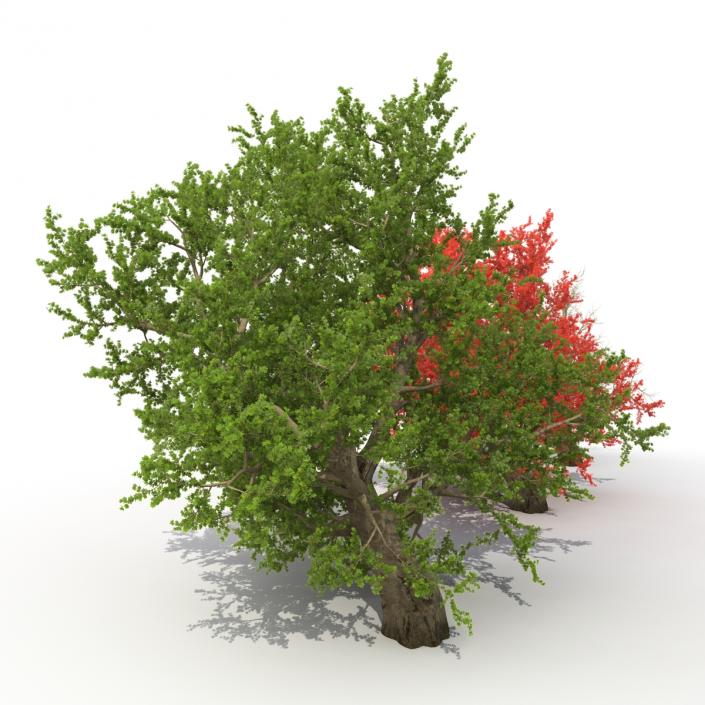 Old Red Maple Tree 3D Models Set 3D