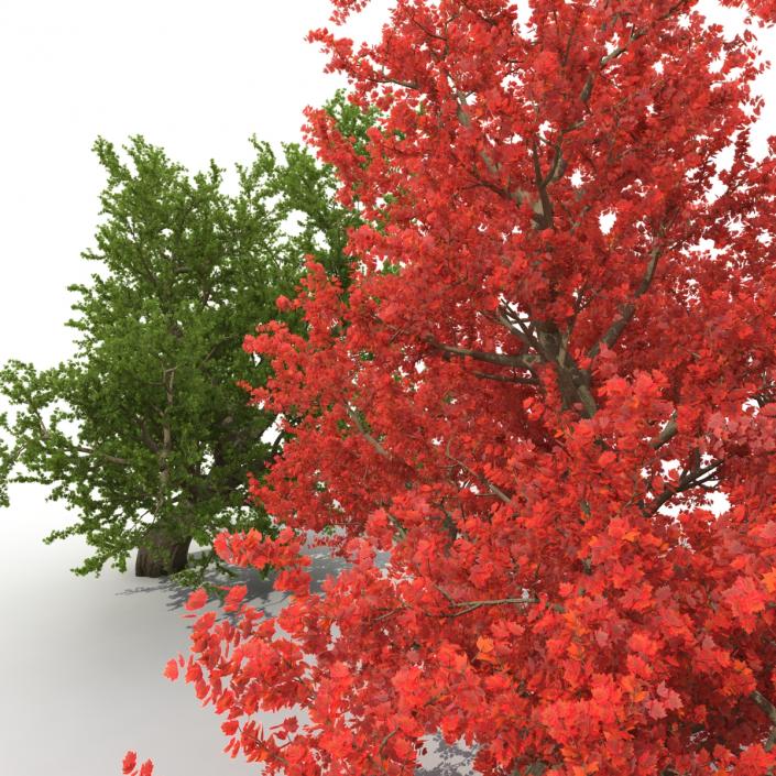 Old Red Maple Tree 3D Models Set 3D