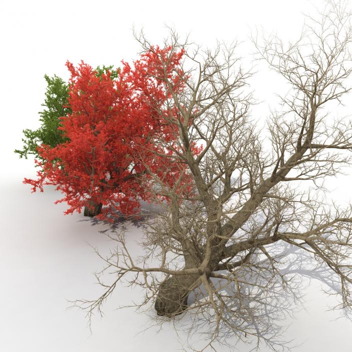 Old Red Maple Tree 3D Models Set 3D