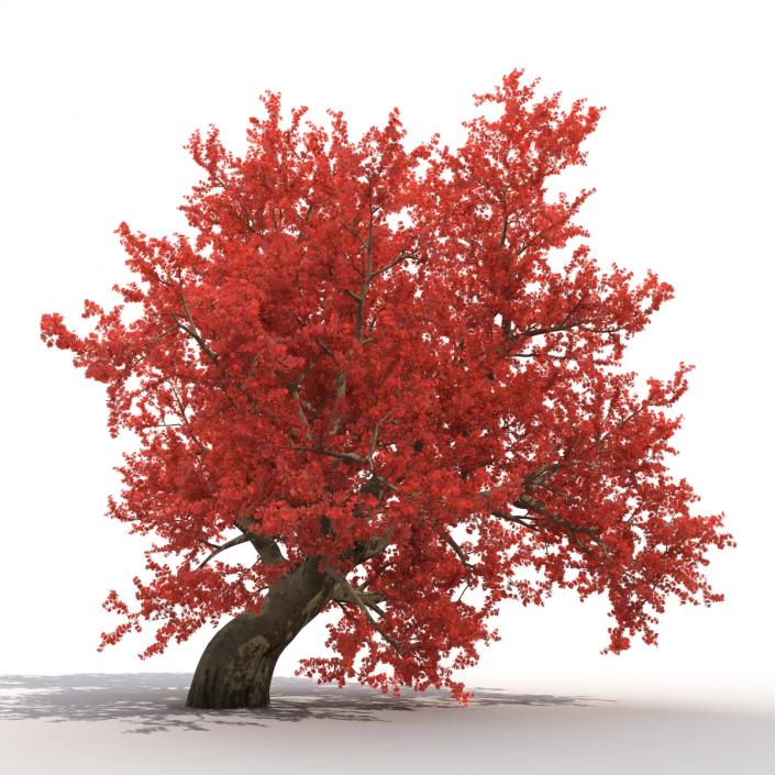 Old Red Maple Tree 3D Models Set 3D