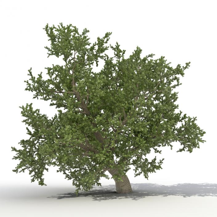 Old Red Maple Tree 3D Models Set 3D