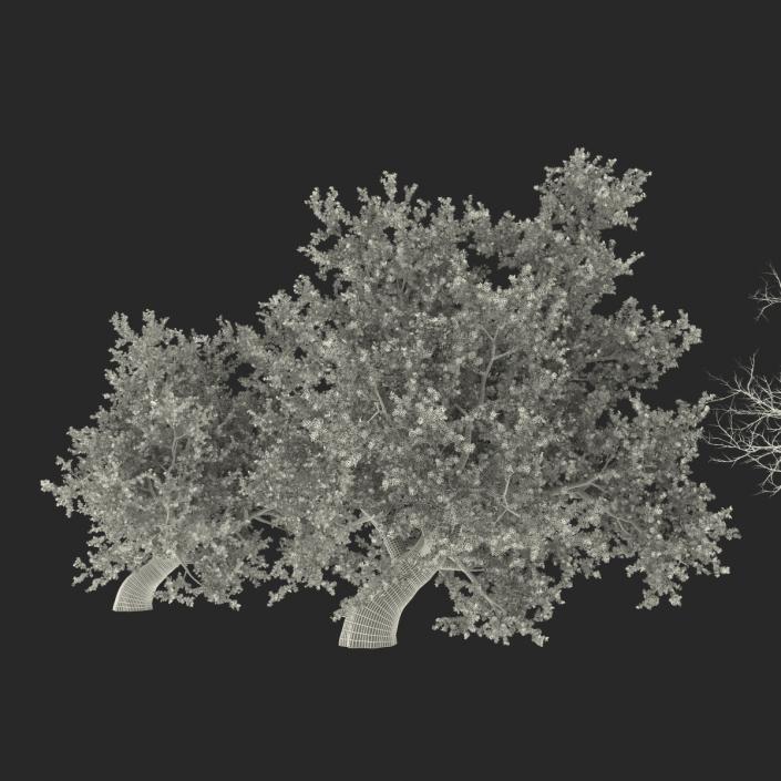 Old Red Maple Tree 3D Models Set 3D