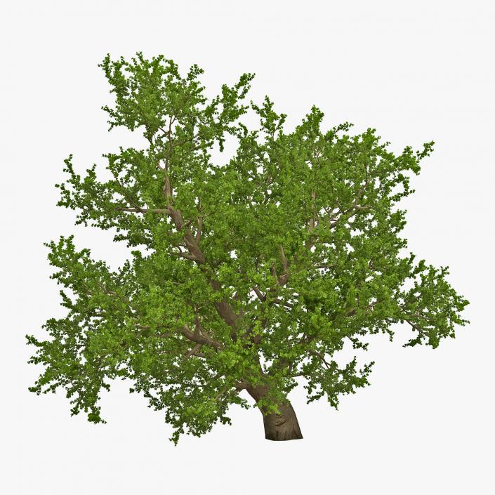 3D model Old Red Maple Tree Summer