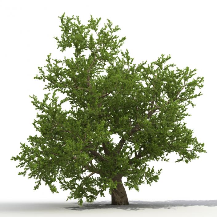 3D model Old Red Maple Tree Summer