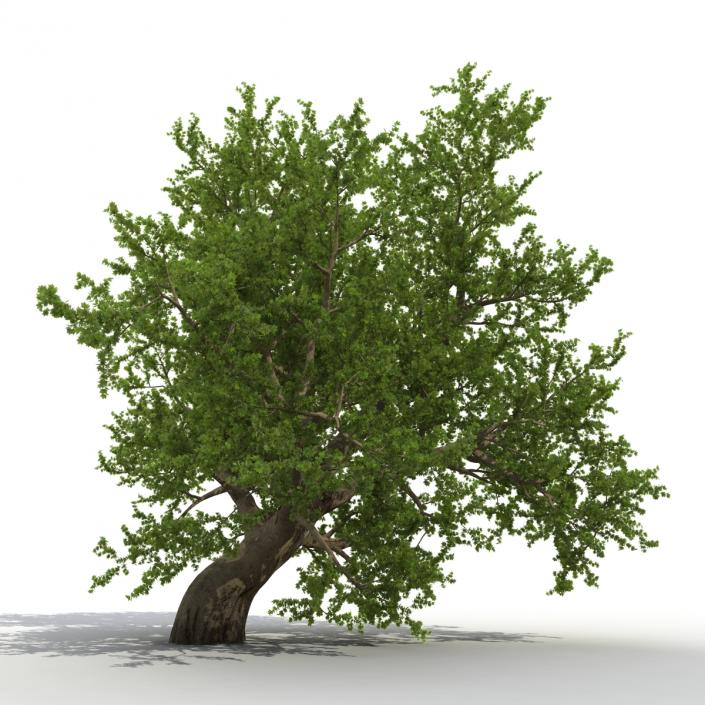 3D model Old Red Maple Tree Summer