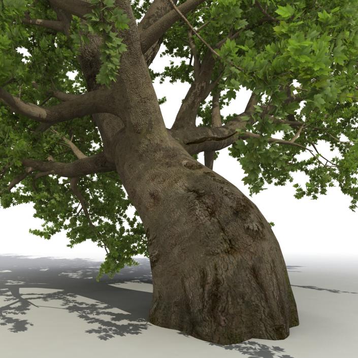 3D model Old Red Maple Tree Summer