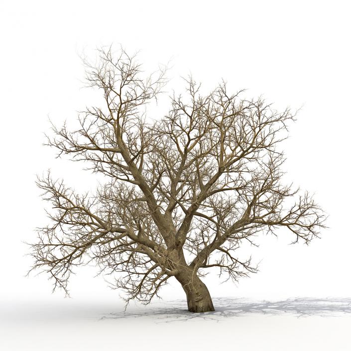 3D model Old Red Maple Tree Winter