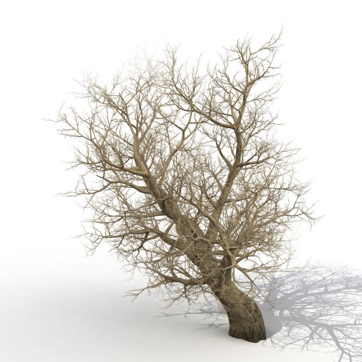 3D model Old Red Maple Tree Winter