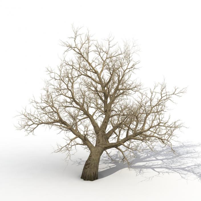 3D model Old Red Maple Tree Winter