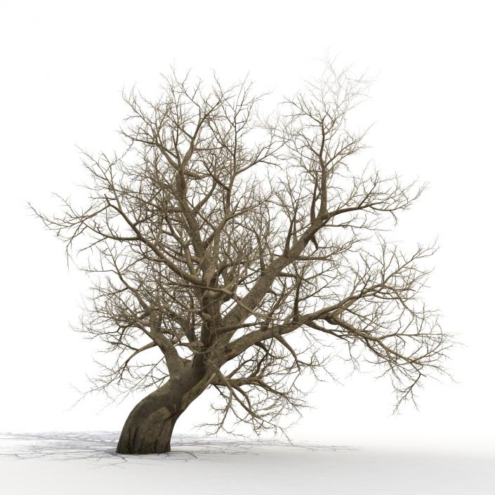 3D model Old Red Maple Tree Winter