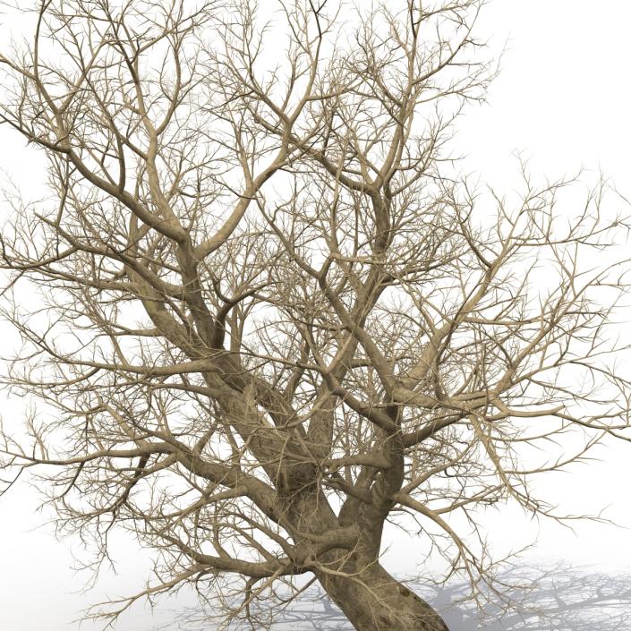 3D model Old Red Maple Tree Winter