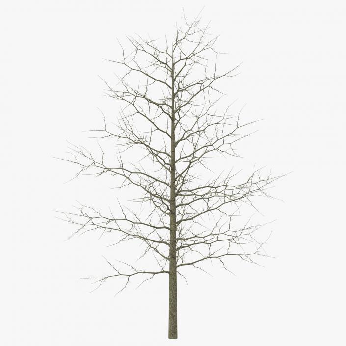 3D model Red Oak Young Tree Winter