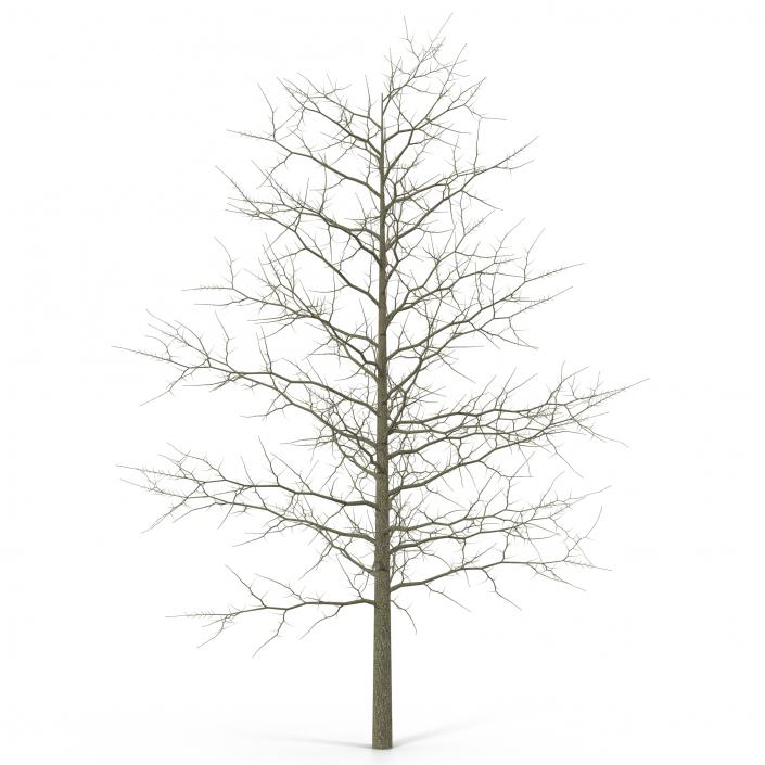 3D model Red Oak Young Tree Winter