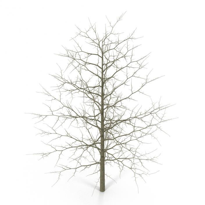 3D model Red Oak Young Tree Winter