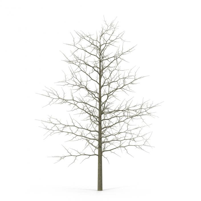 3D model Red Oak Young Tree Winter