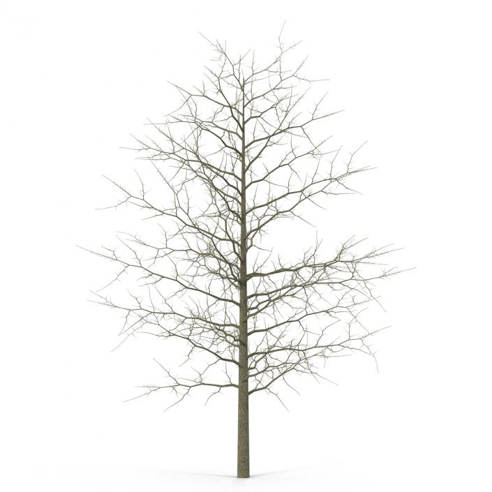 3D model Red Oak Young Tree Winter