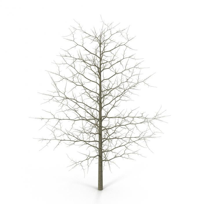 3D model Red Oak Young Tree Winter