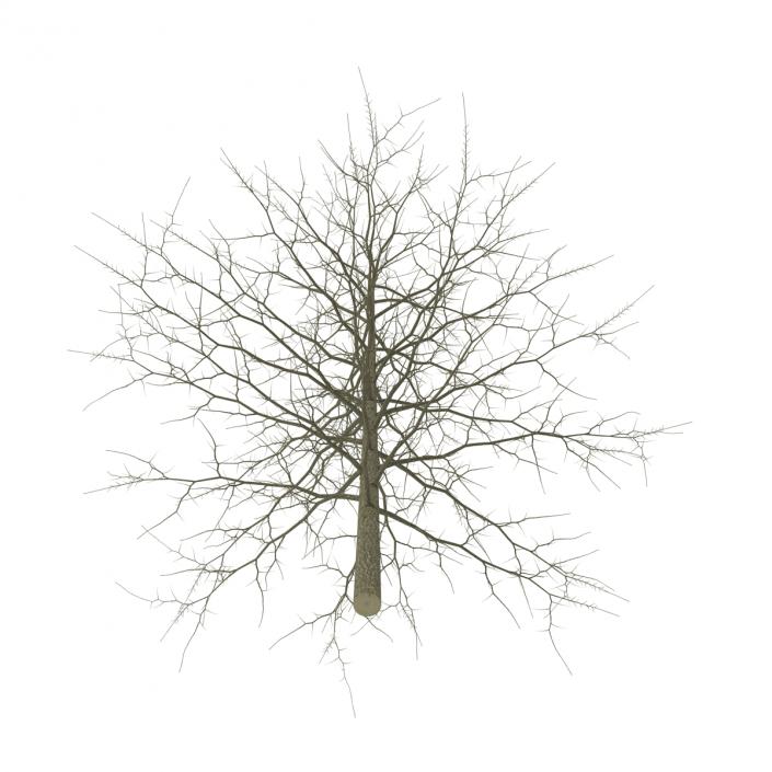 3D model Red Oak Young Tree Winter