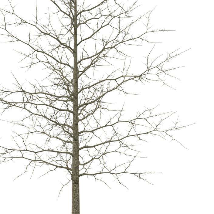 3D model Red Oak Young Tree Winter