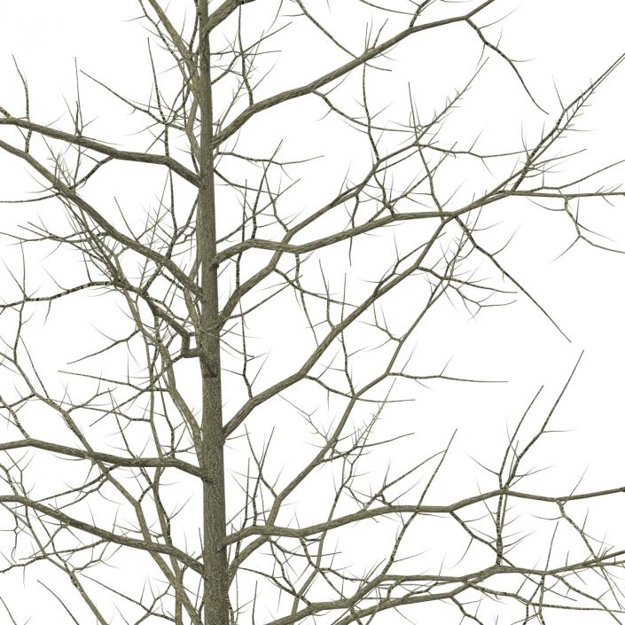 3D model Red Oak Young Tree Winter