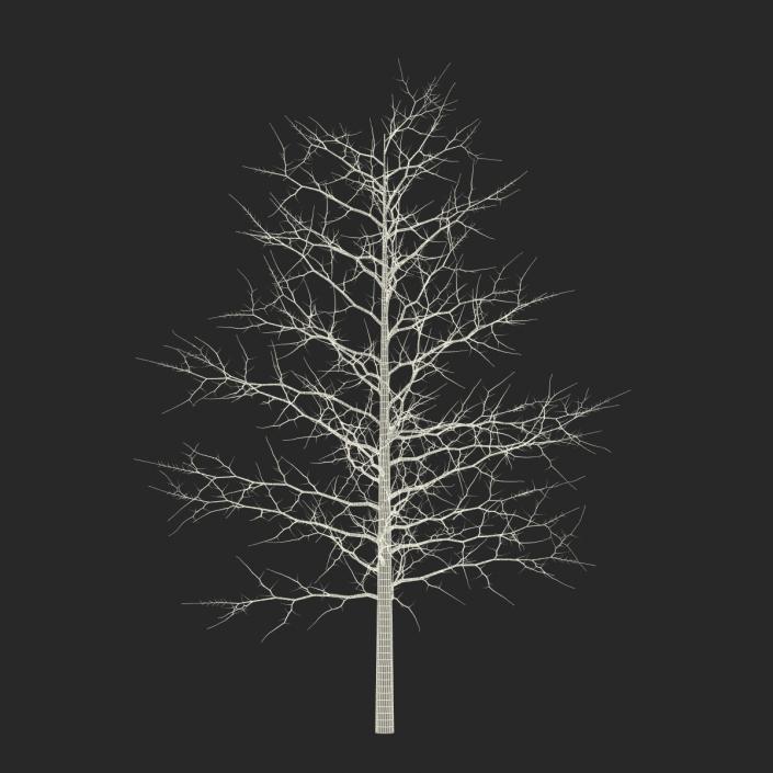 3D model Red Oak Young Tree Winter