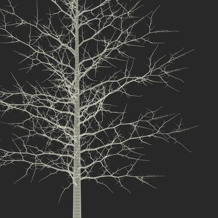 3D model Red Oak Young Tree Winter