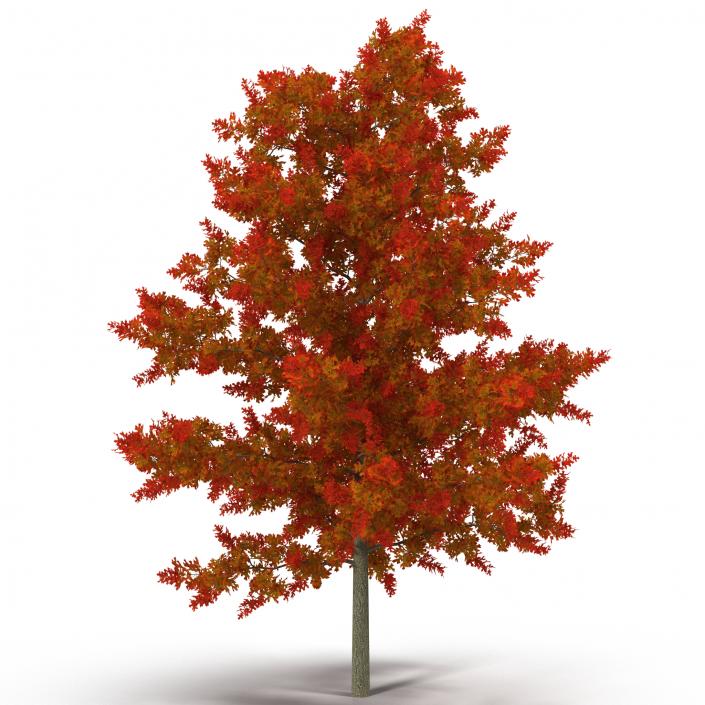 3D model Red Oak Young Tree Autumn