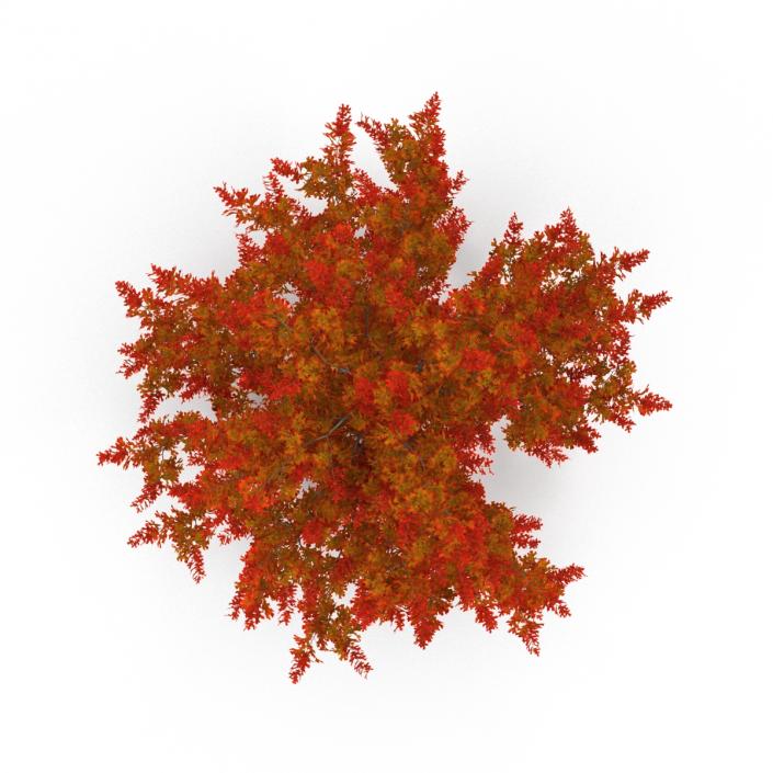 3D model Red Oak Young Tree Autumn