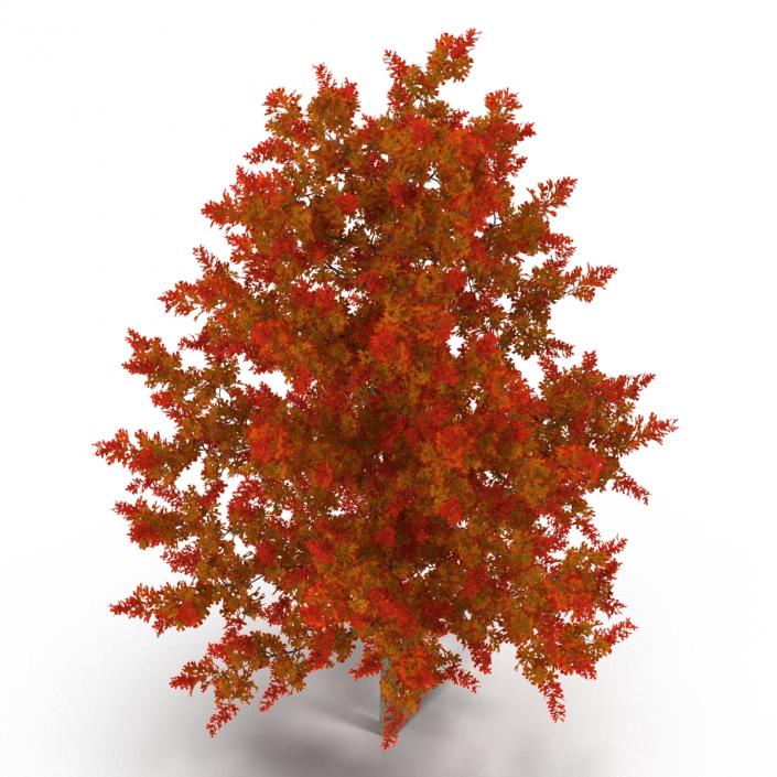 3D model Red Oak Young Tree Autumn