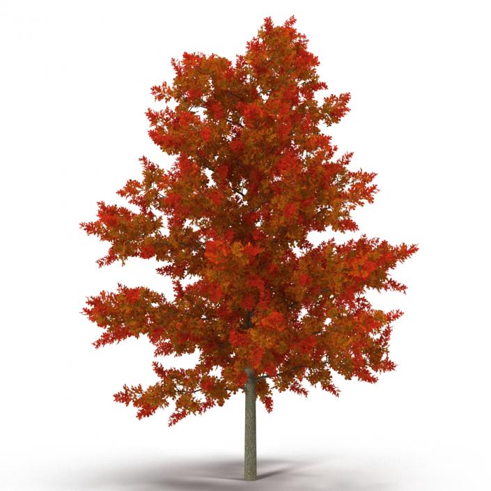 3D model Red Oak Young Tree Autumn