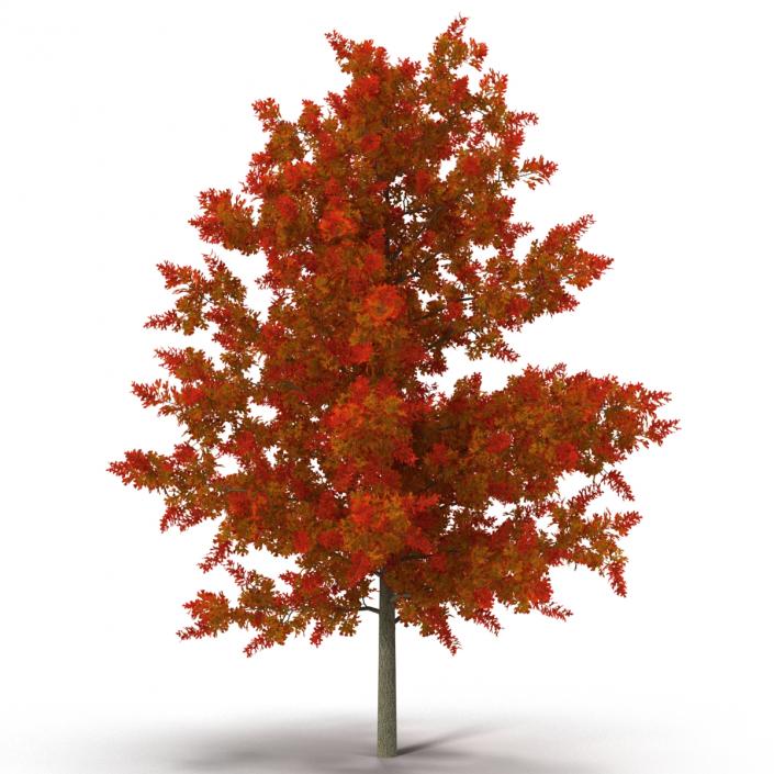 3D model Red Oak Young Tree Autumn