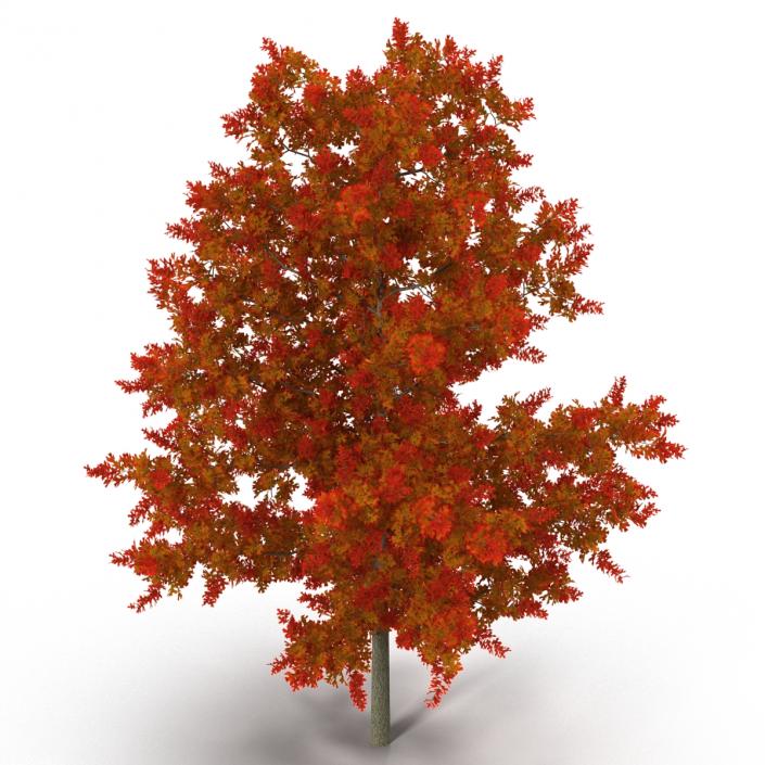 3D model Red Oak Young Tree Autumn