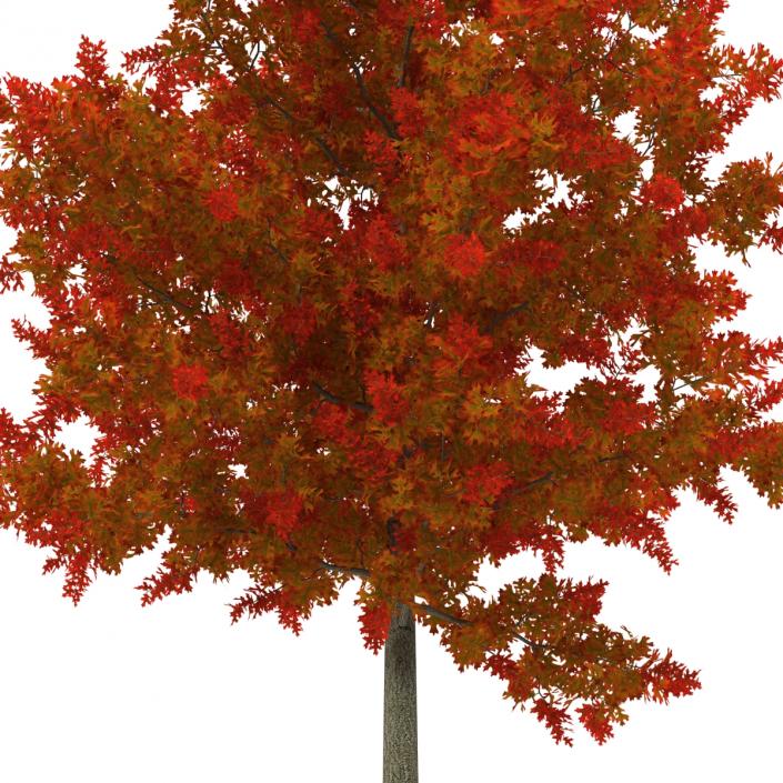 3D model Red Oak Young Tree Autumn