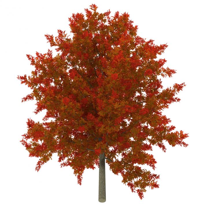 3D model Red Oak Young Tree Autumn