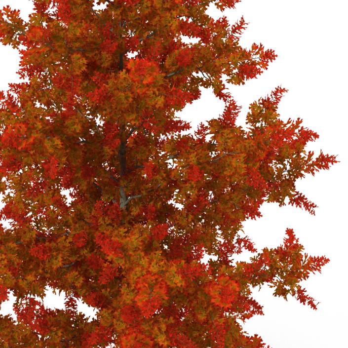 3D model Red Oak Young Tree Autumn