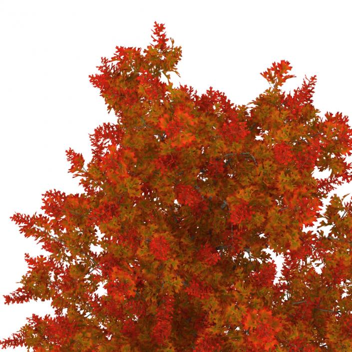 3D model Red Oak Young Tree Autumn