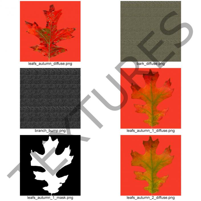 3D model Red Oak Young Tree Autumn