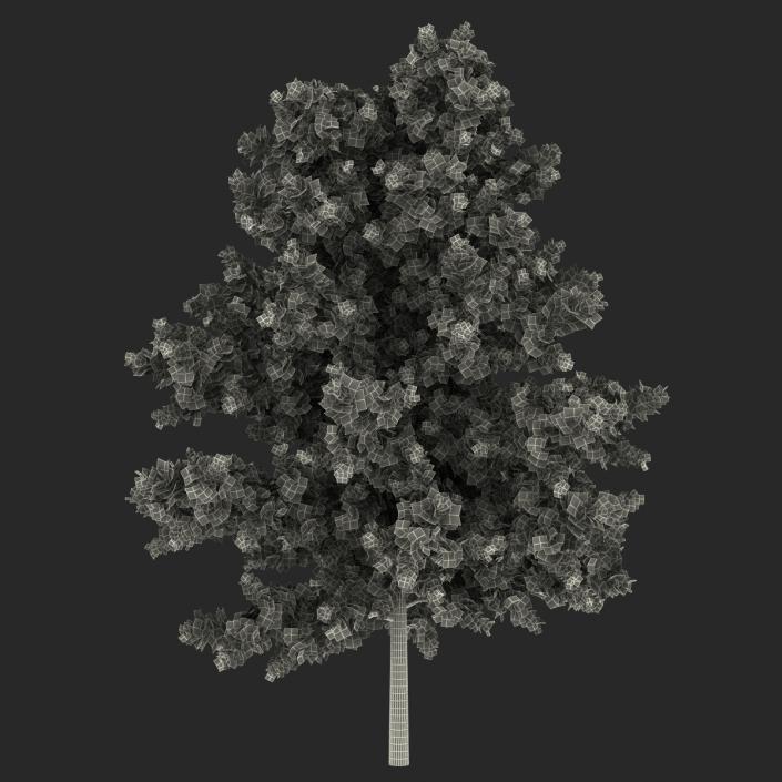 3D model Red Oak Young Tree Autumn