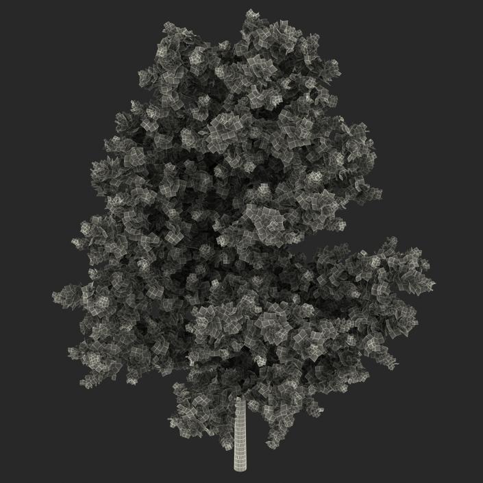 3D model Red Oak Young Tree Autumn