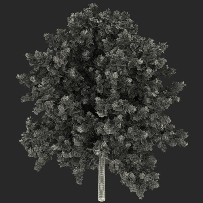 3D model Red Oak Young Tree Autumn