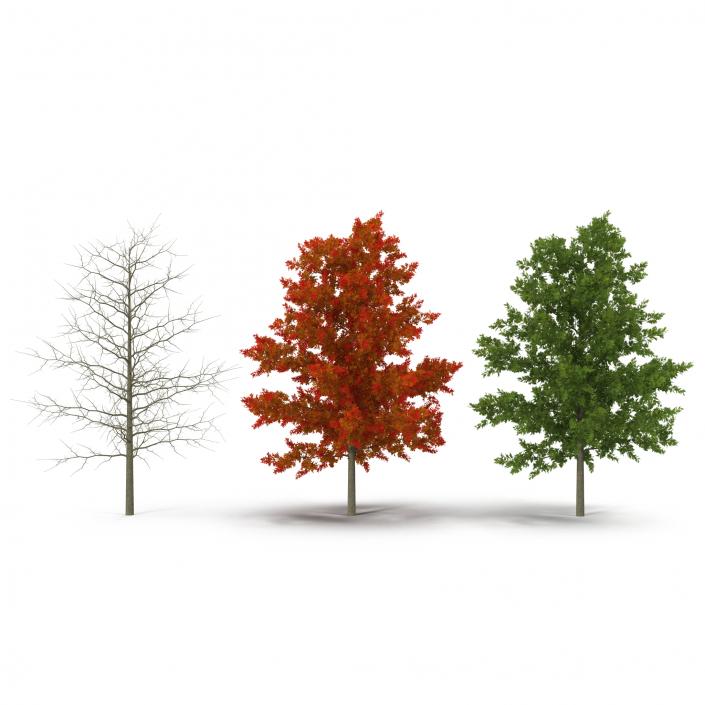 Red Oak Young Tree Collection 3D model