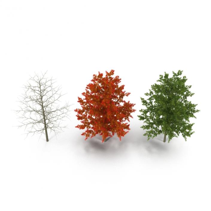 Red Oak Young Tree Collection 3D model