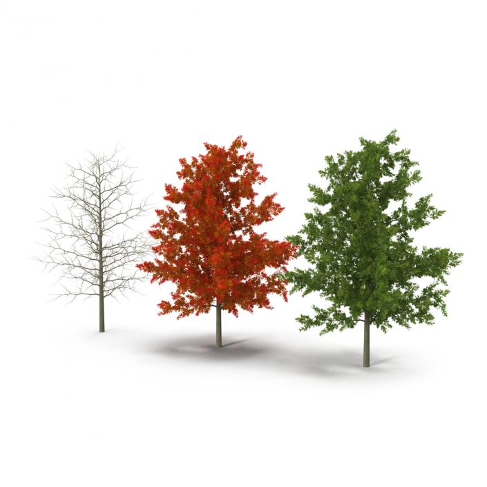 Red Oak Young Tree Collection 3D model