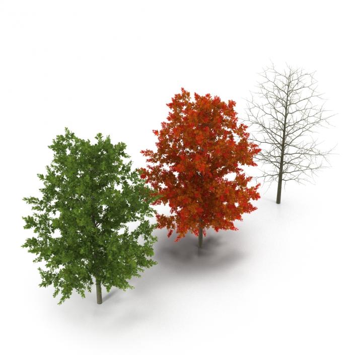 Red Oak Young Tree Collection 3D model