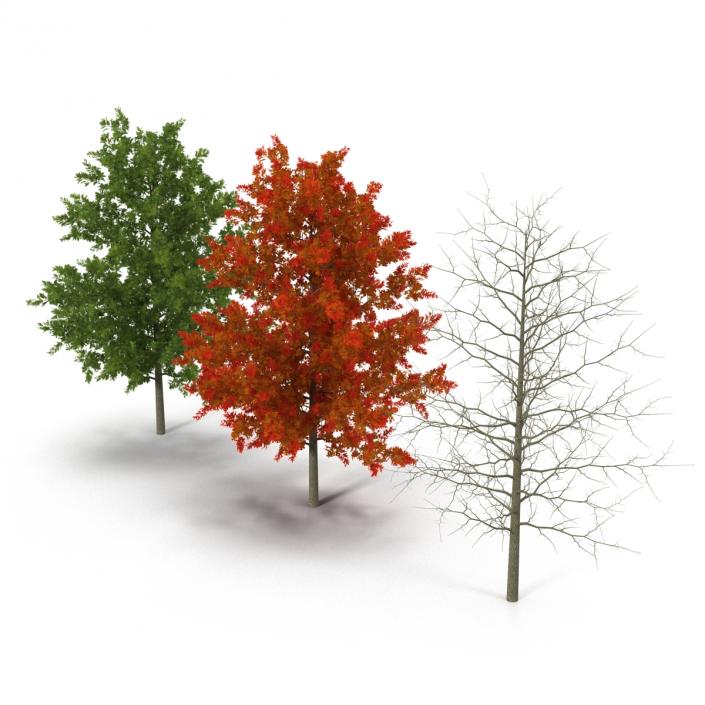 Red Oak Young Tree Collection 3D model