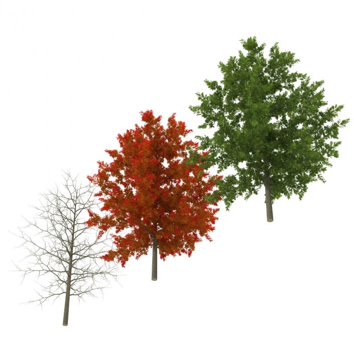 Red Oak Young Tree Collection 3D model