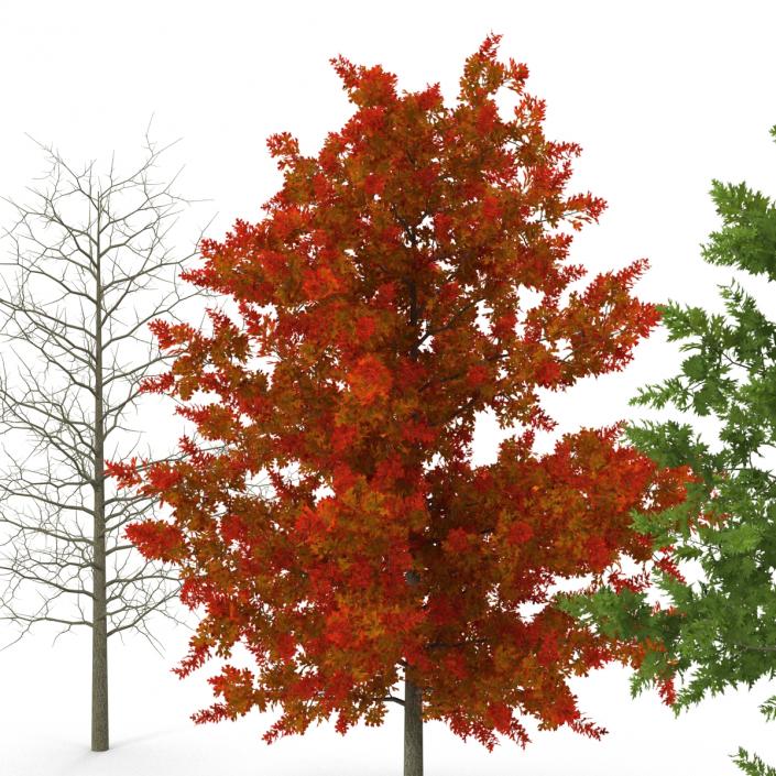 Red Oak Young Tree Collection 3D model