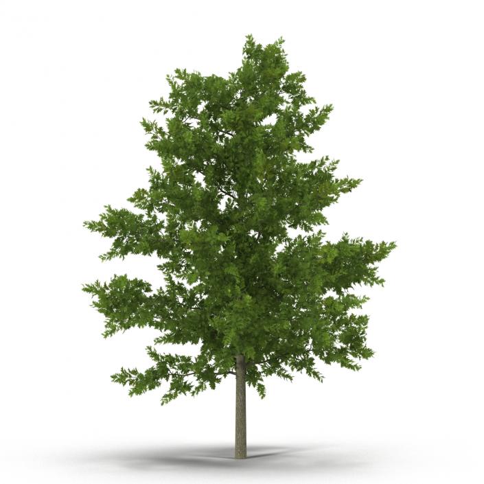 Red Oak Young Tree Collection 3D model